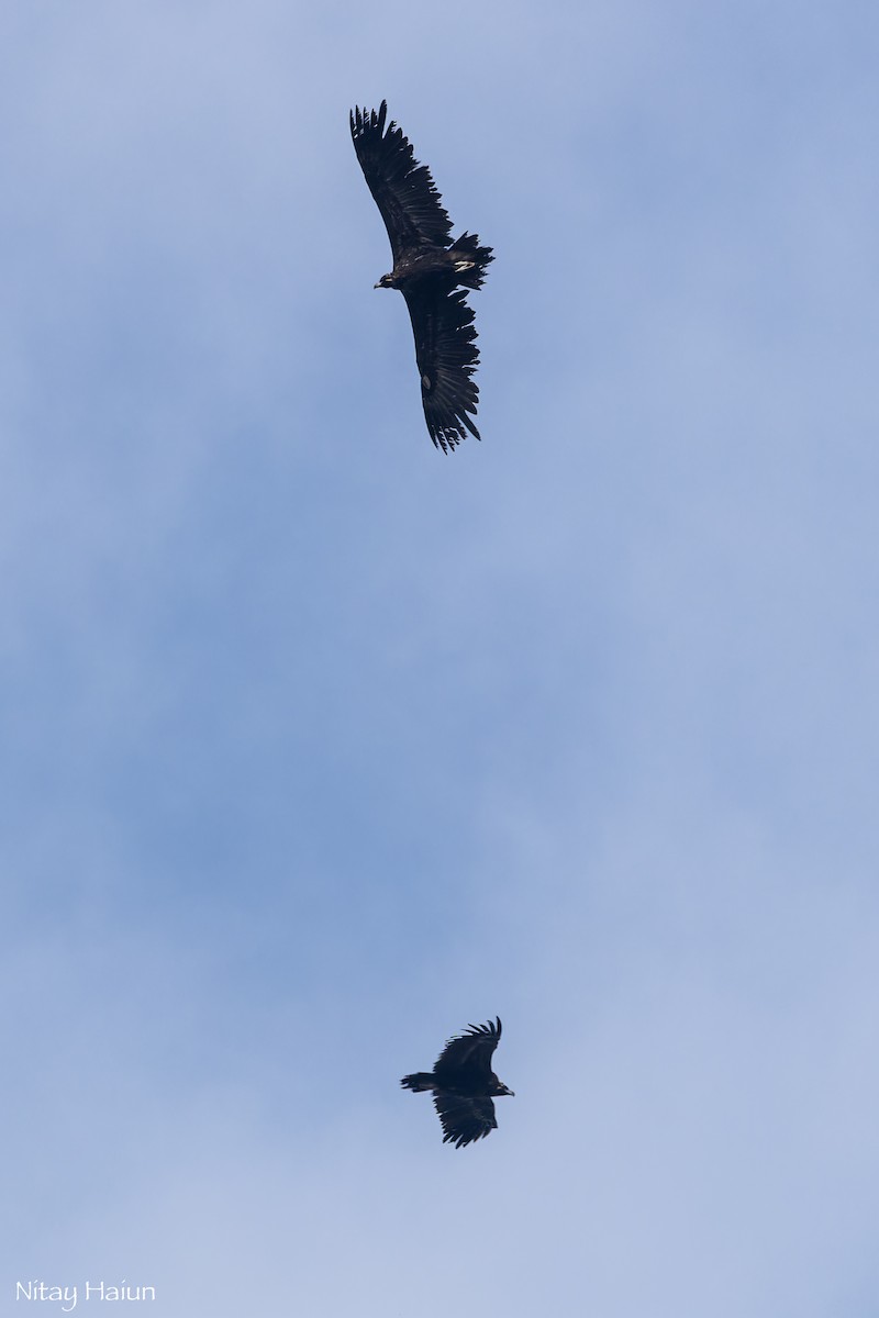 Buitre Negro - ML647668457