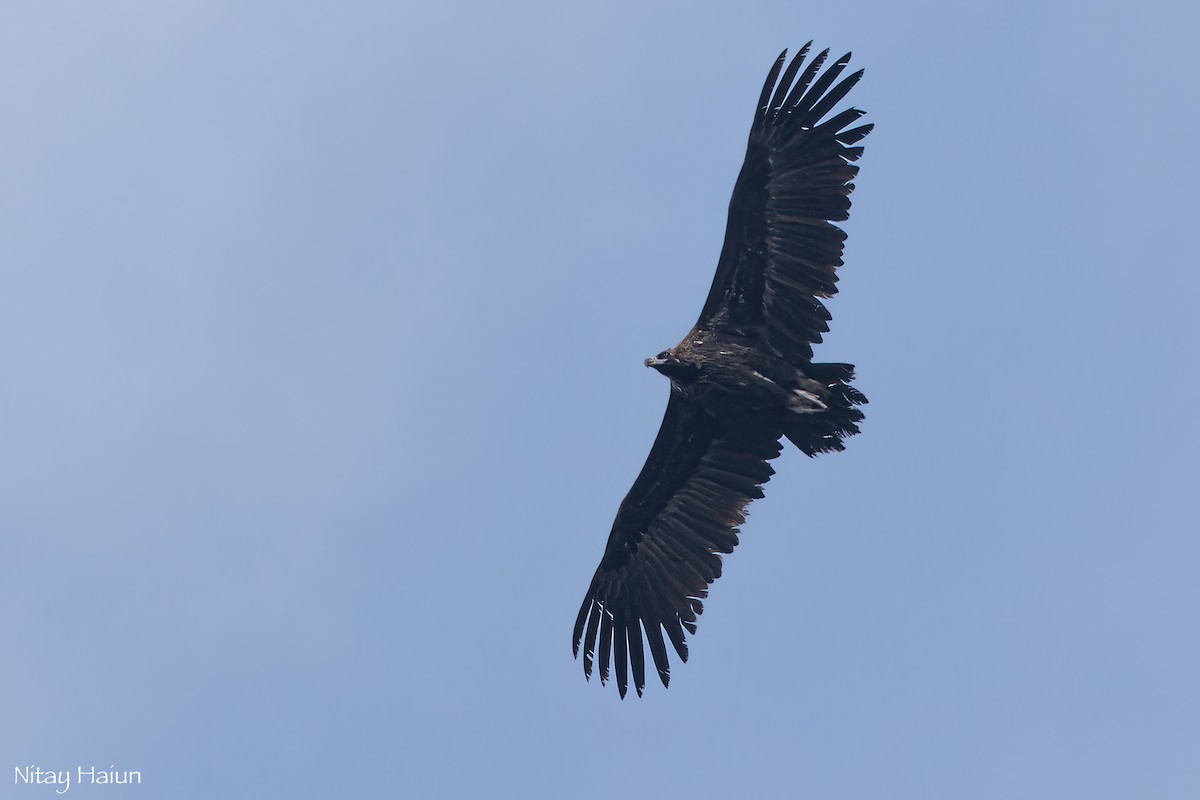 Buitre Negro - ML647668458