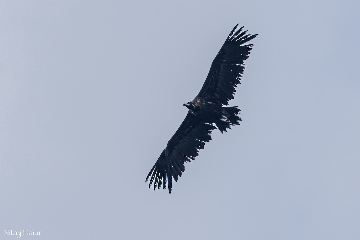 Buitre Negro - ML647668459