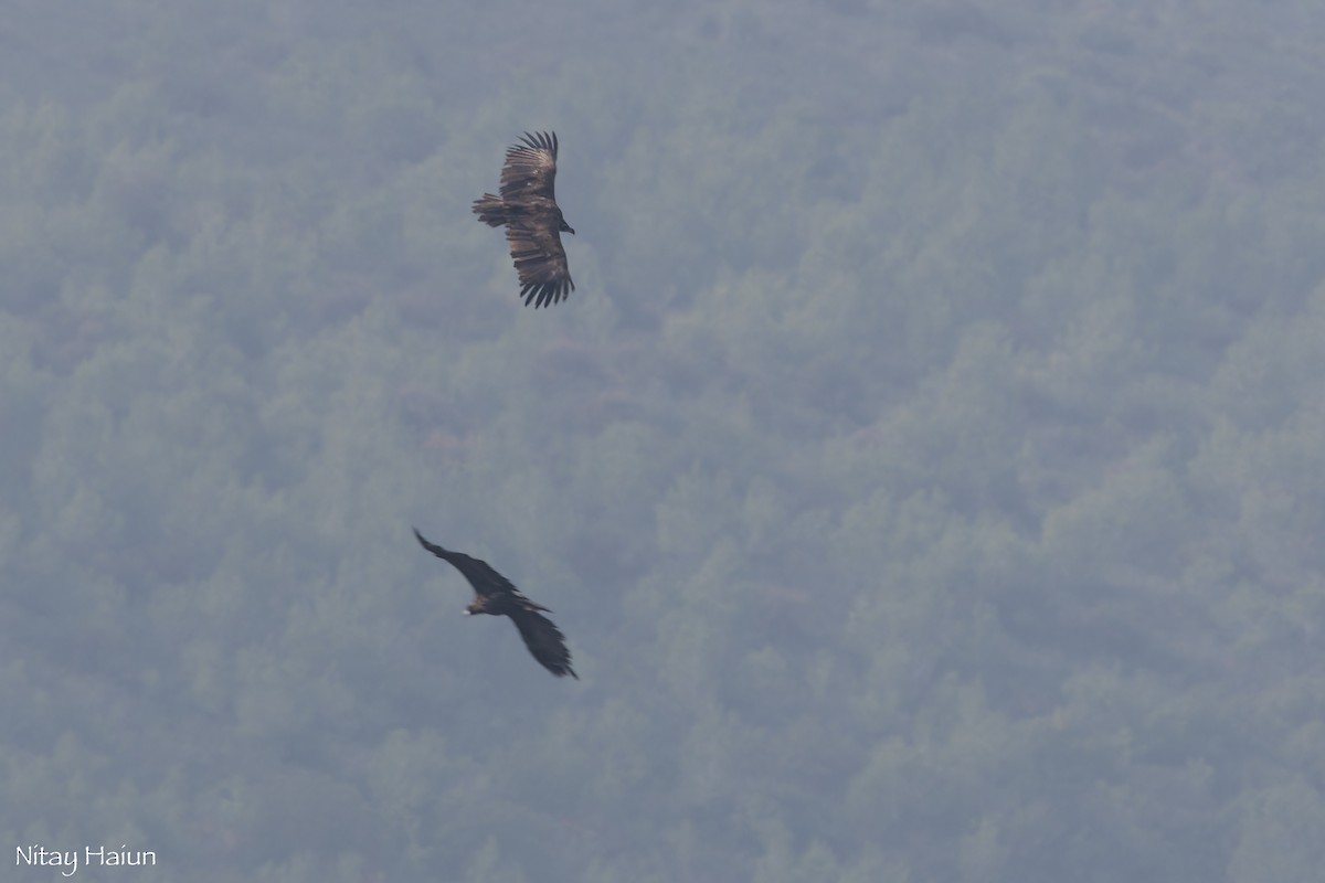 Buitre Negro - ML647668460