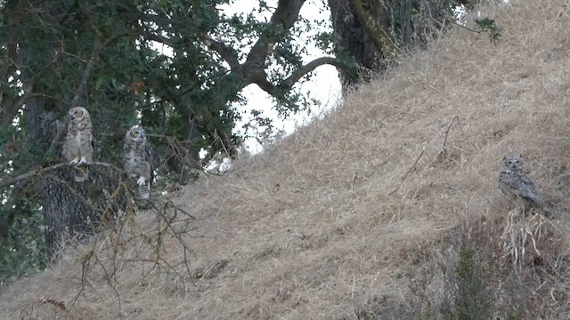 Great Horned Owl - ML647668477