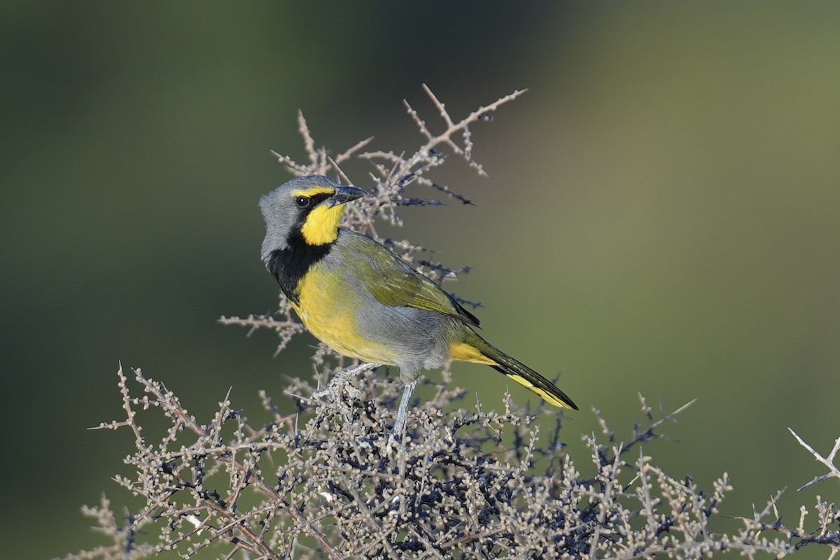 Bokmakierie (Southern) - ML647668483