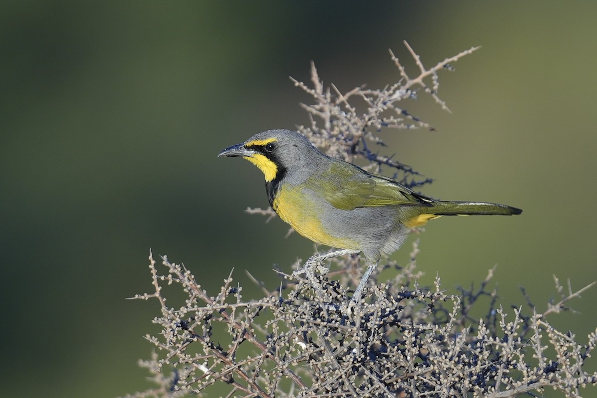 Bokmakierie (Southern) - ML647668484