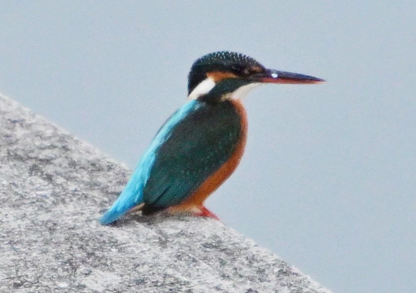 Common Kingfisher - ML647668491