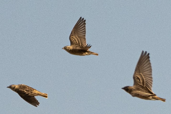 Жайворонок тибетський - ML647668502