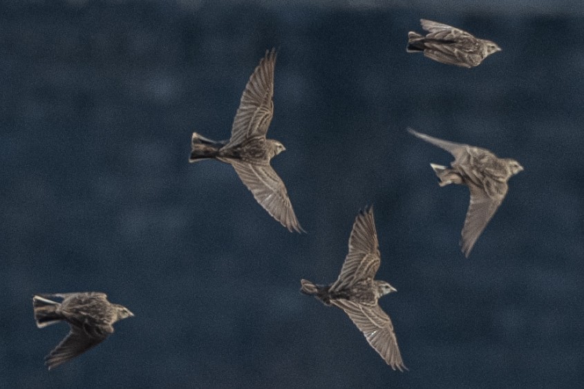 Жайворонок тибетський - ML647668503