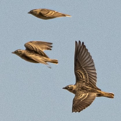 Жайворонок тибетський - ML647668504