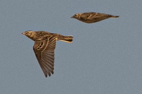 Жайворонок тибетський - ML647668505