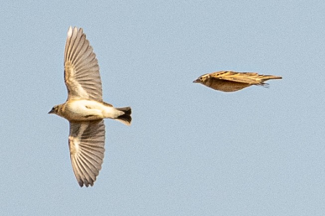 Жайворонок тибетський - ML647668506