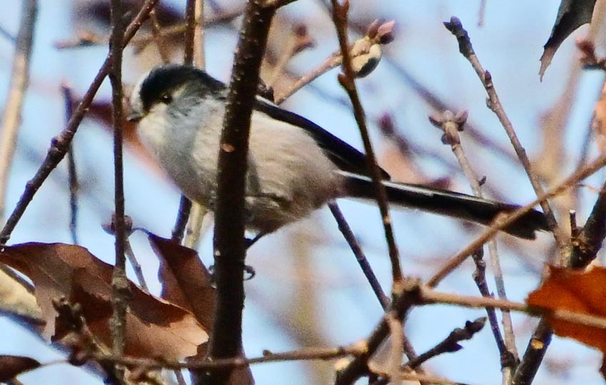 Long-tailed Tit - ML647668507