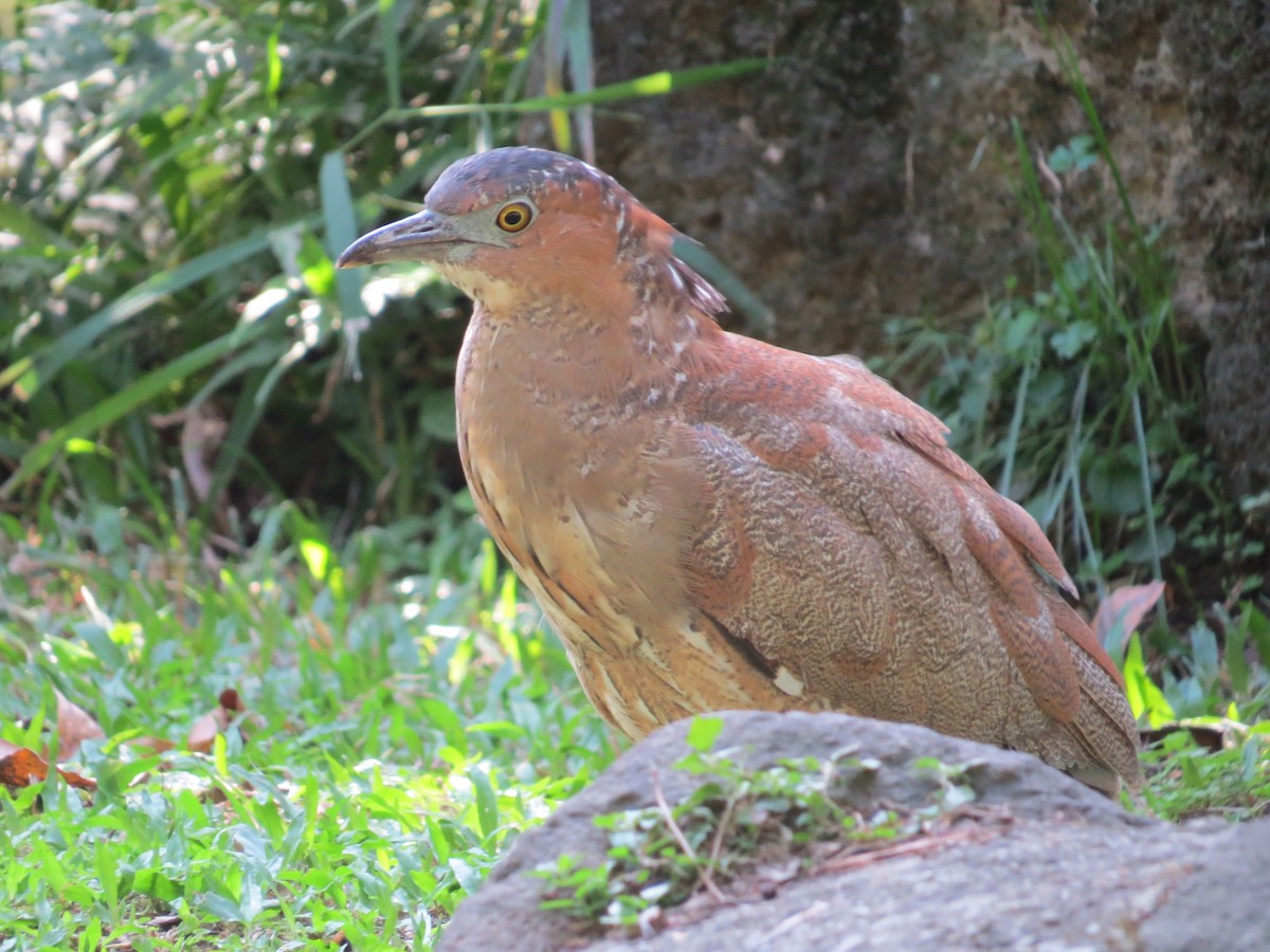 Martinete Malayo - ML647668549