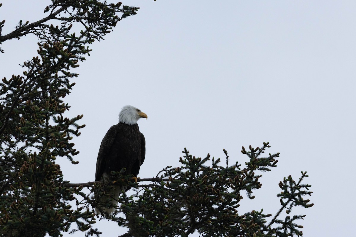 Pigargo Americano - ML647668553