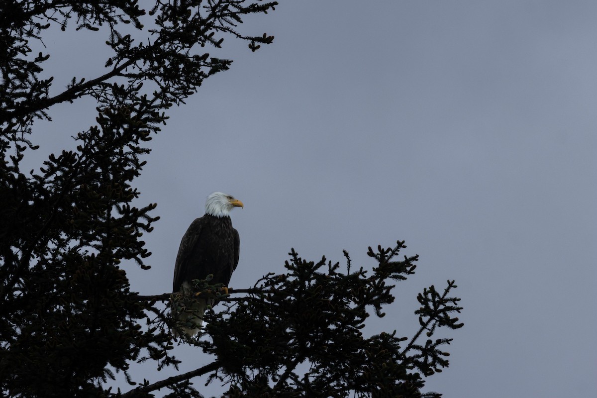 Pigargo Americano - ML647668554