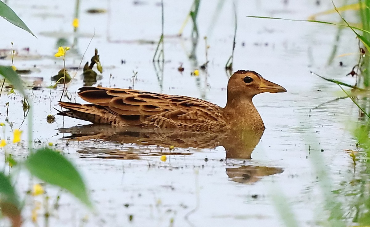 Gallineta Crestada - ML647668555