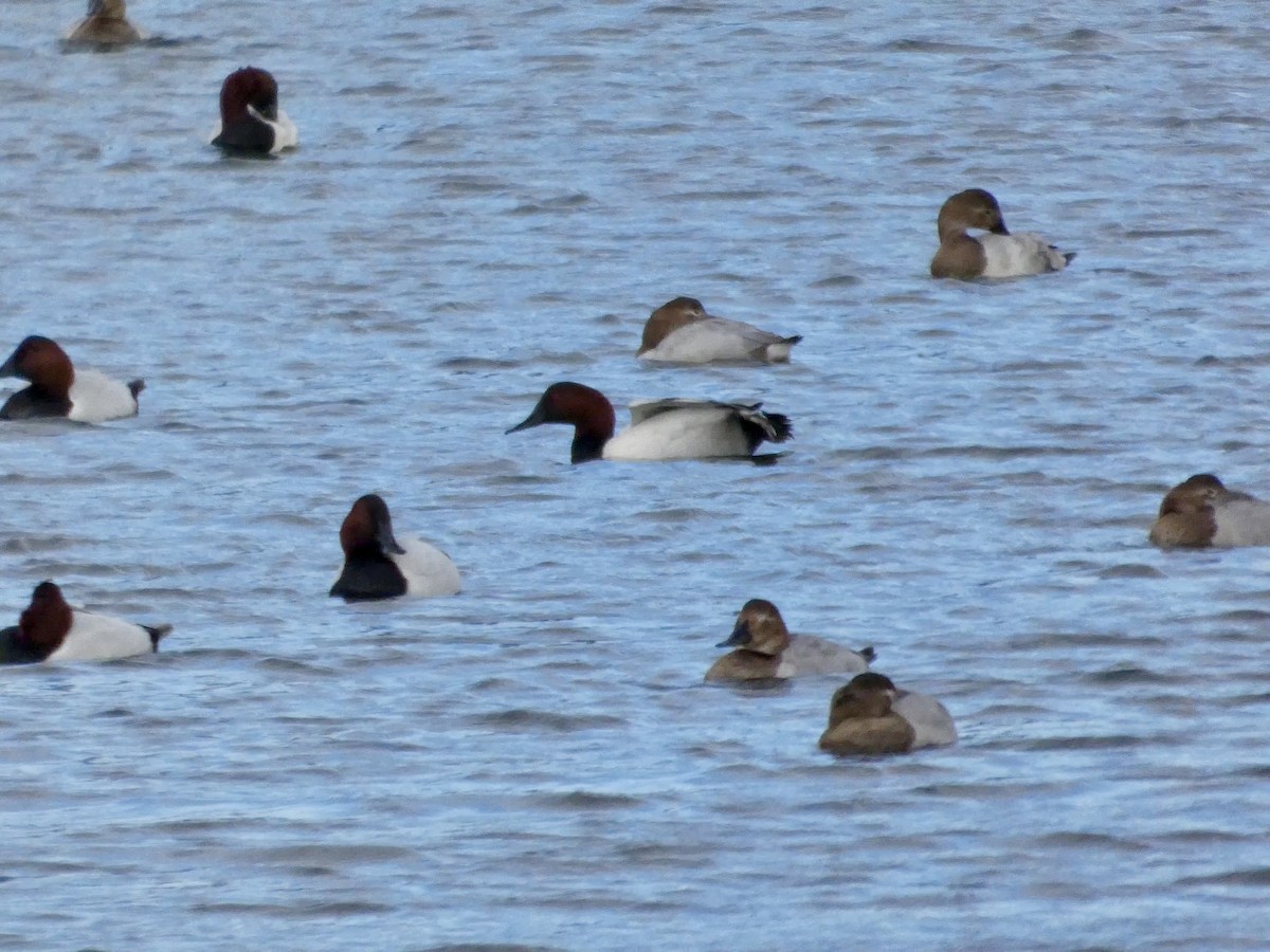 Porrón Coacoxtle - ML647668556