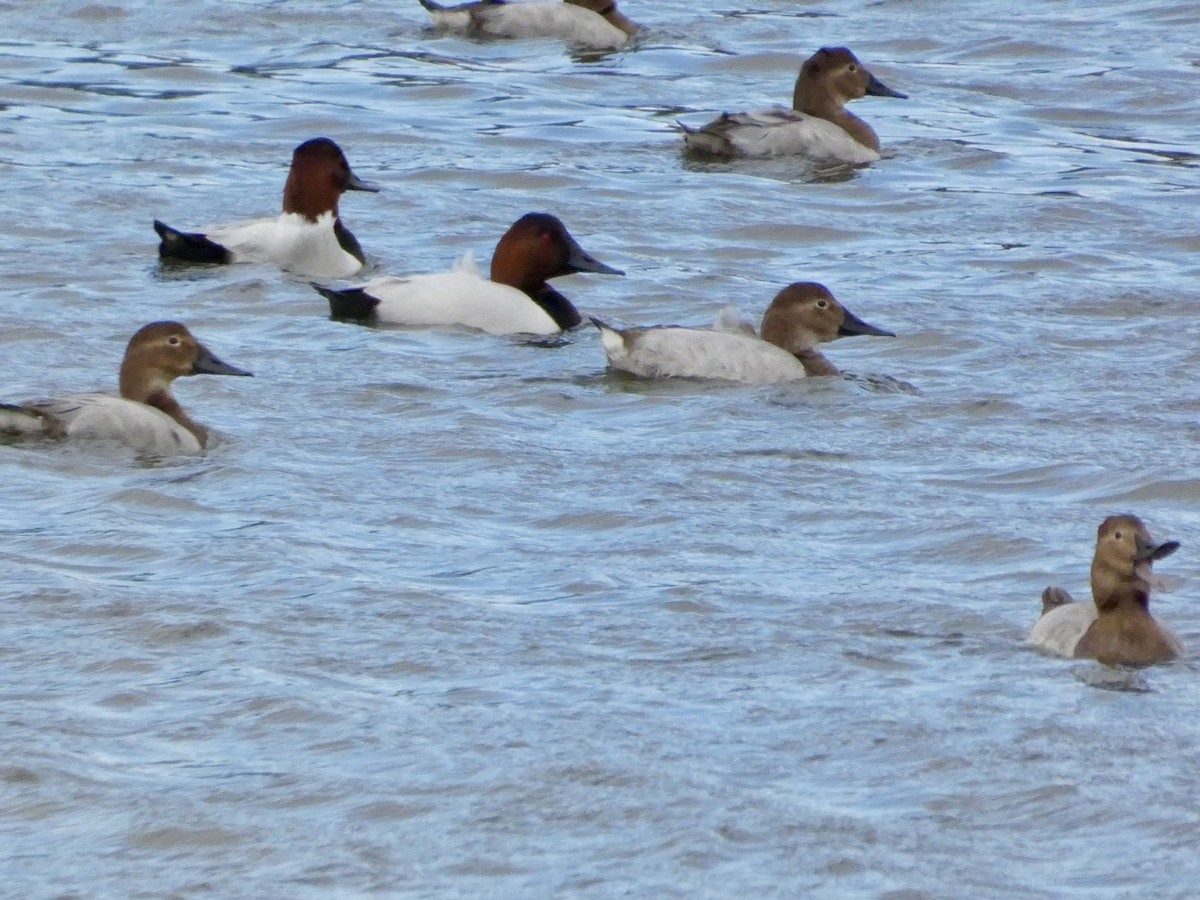 Porrón Coacoxtle - ML647668557