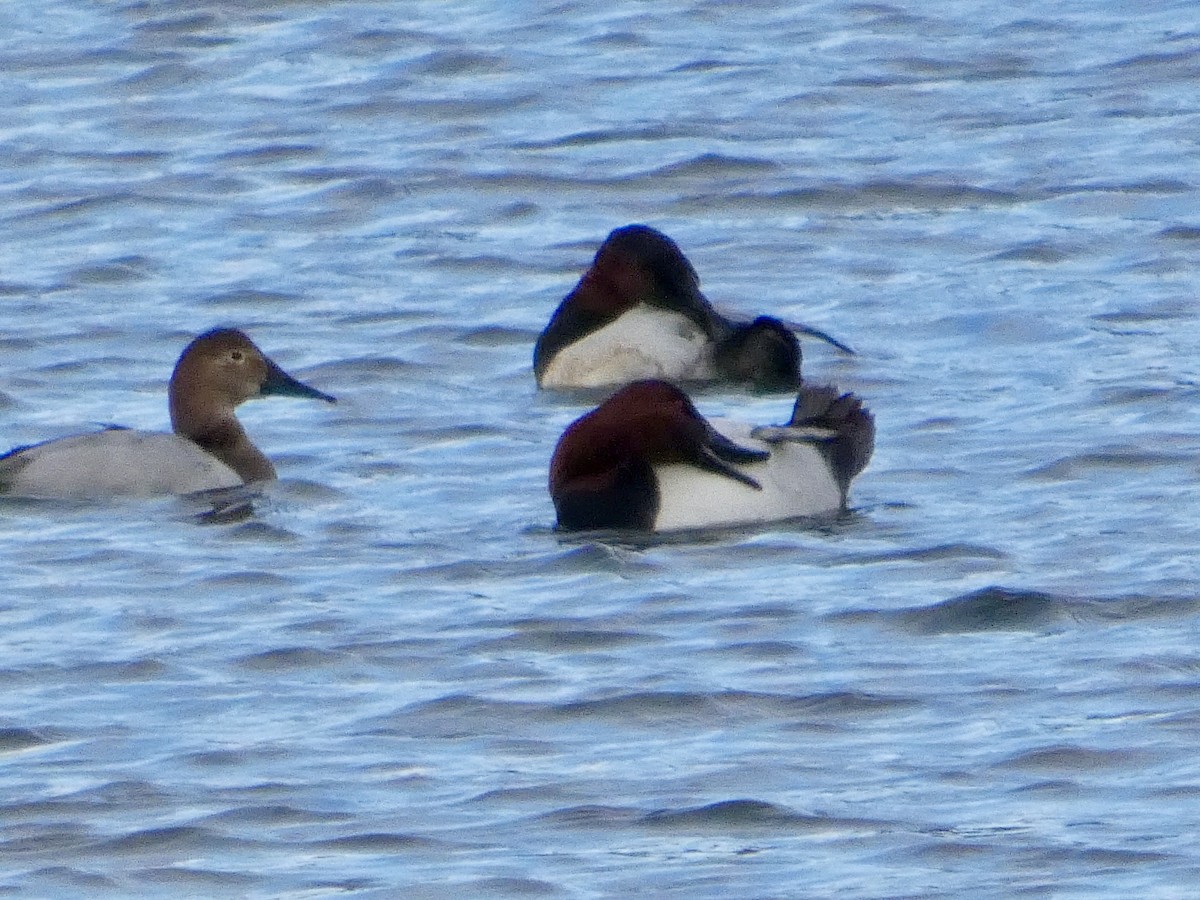 Porrón Coacoxtle - ML647668558