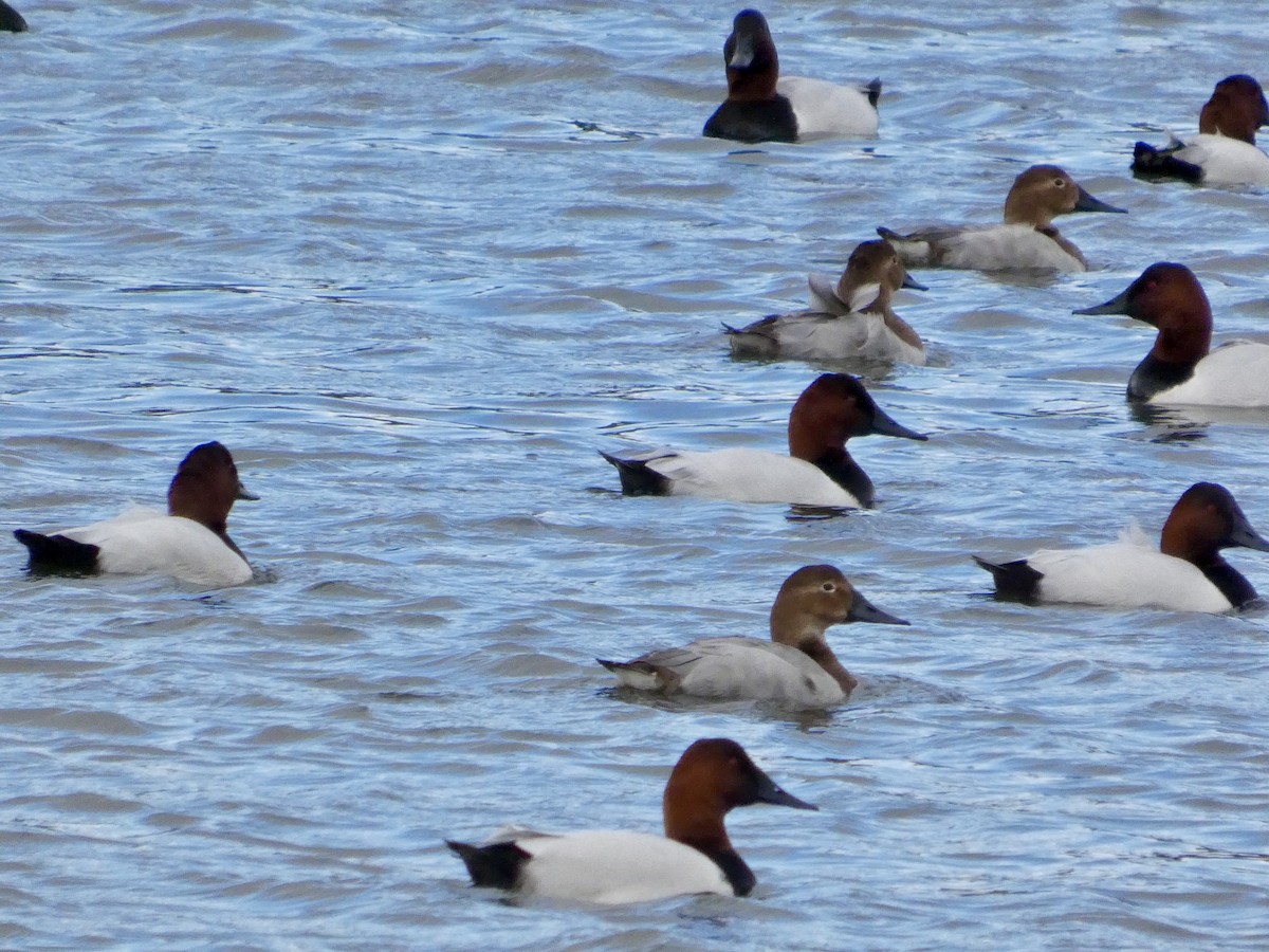 Porrón Coacoxtle - ML647668559