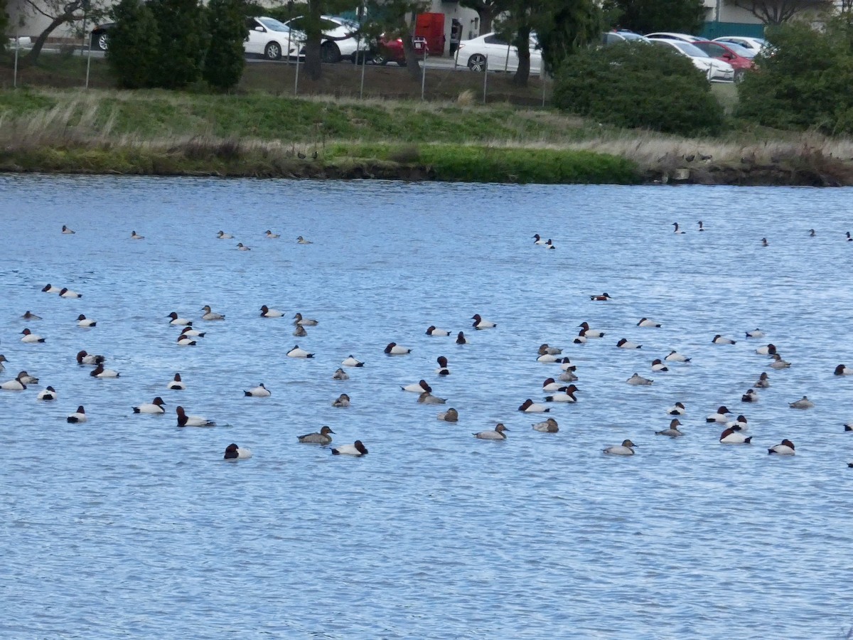 Porrón Coacoxtle - ML647668560