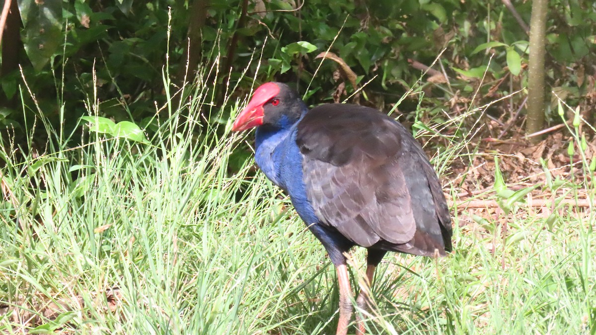 Calamón Australiano - ML647668561