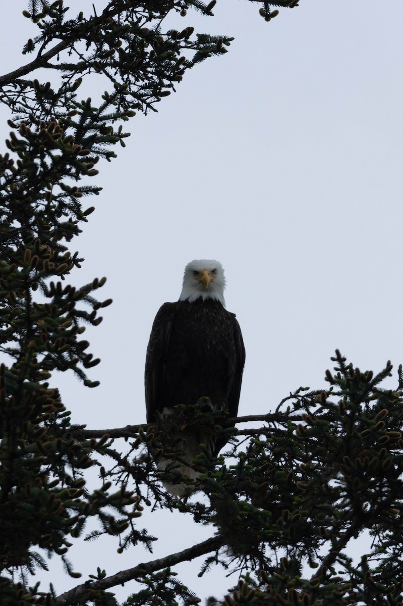 Pigargo Americano - ML647668563