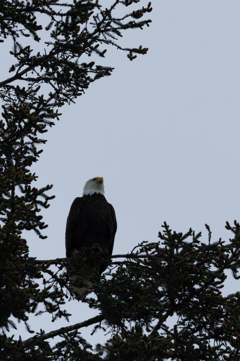 Pigargo Americano - ML647668564