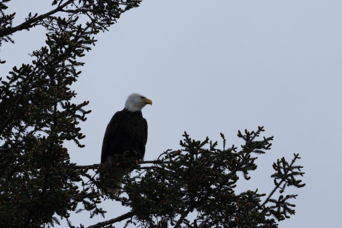 Pigargo Americano - ML647668565