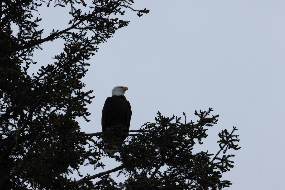 Pigargo Americano - ML647668566