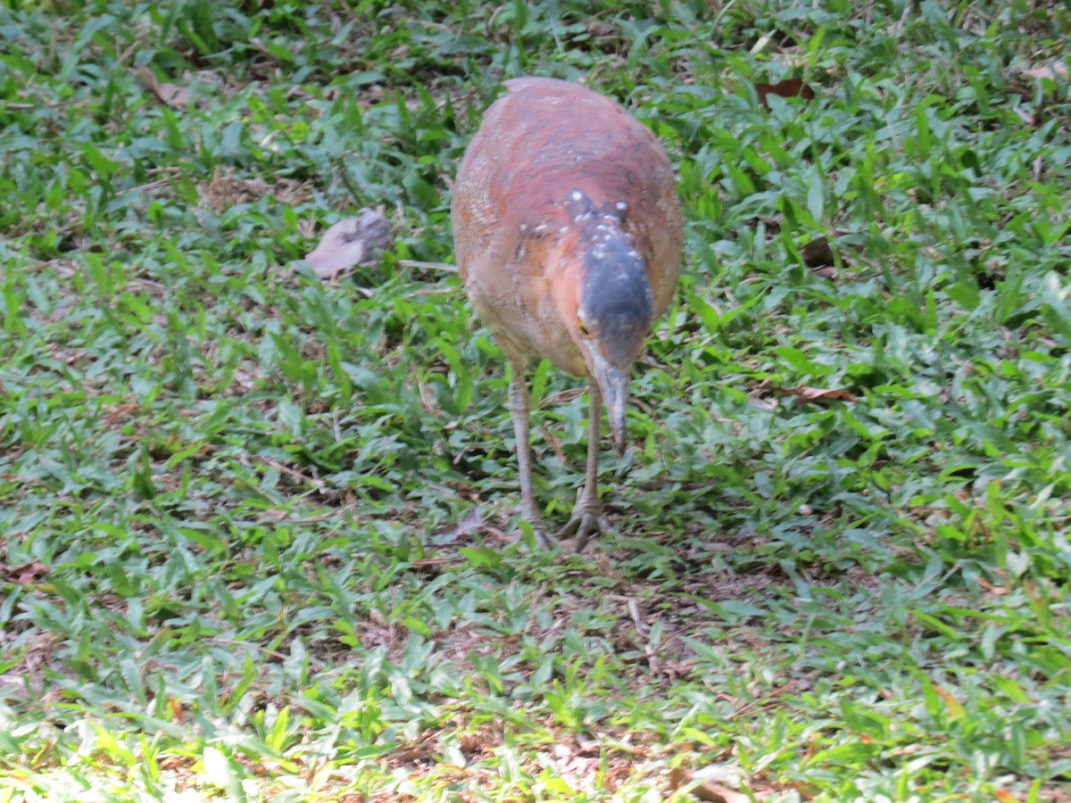 Martinete Malayo - ML647668567