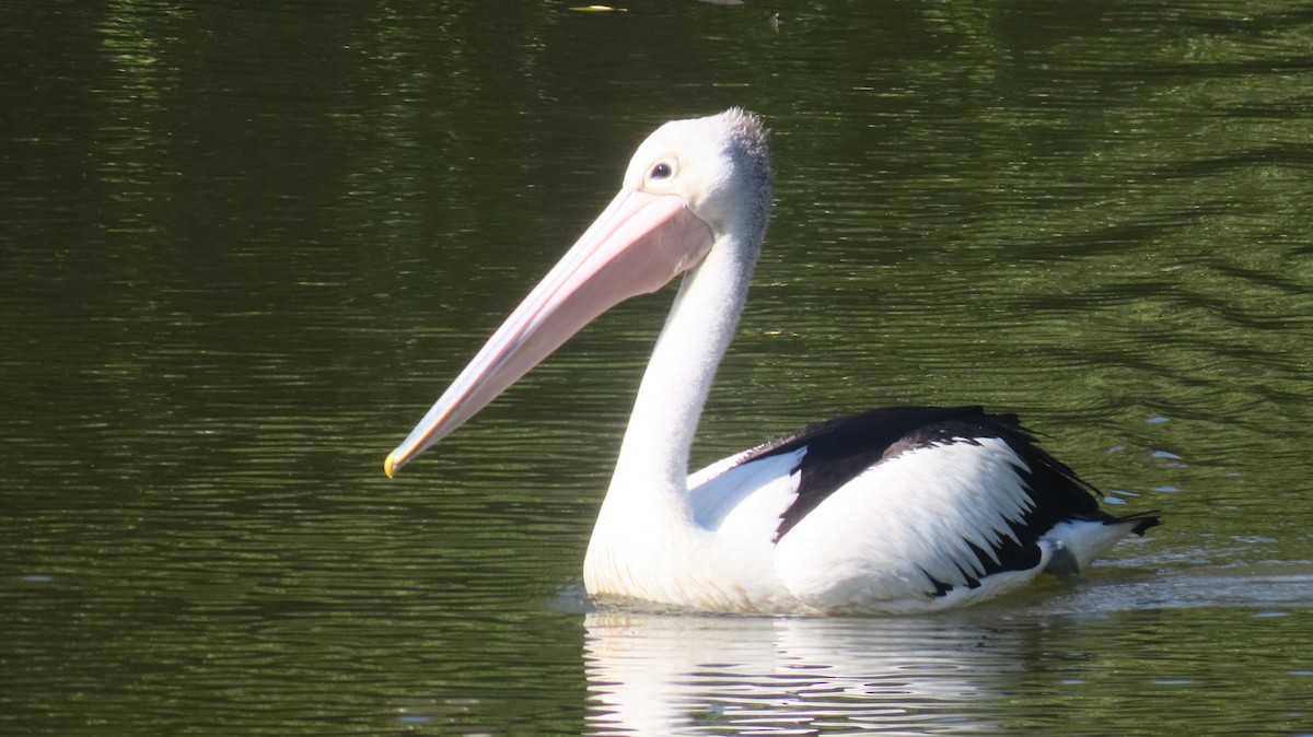 Pelícano Australiano - ML647668568
