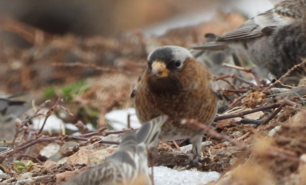 Pinzón Montano Nuquigrís (grupo tephrocotis) - ML647668569