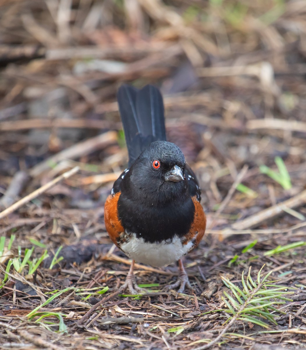 Toquí Moteado - ML647668570