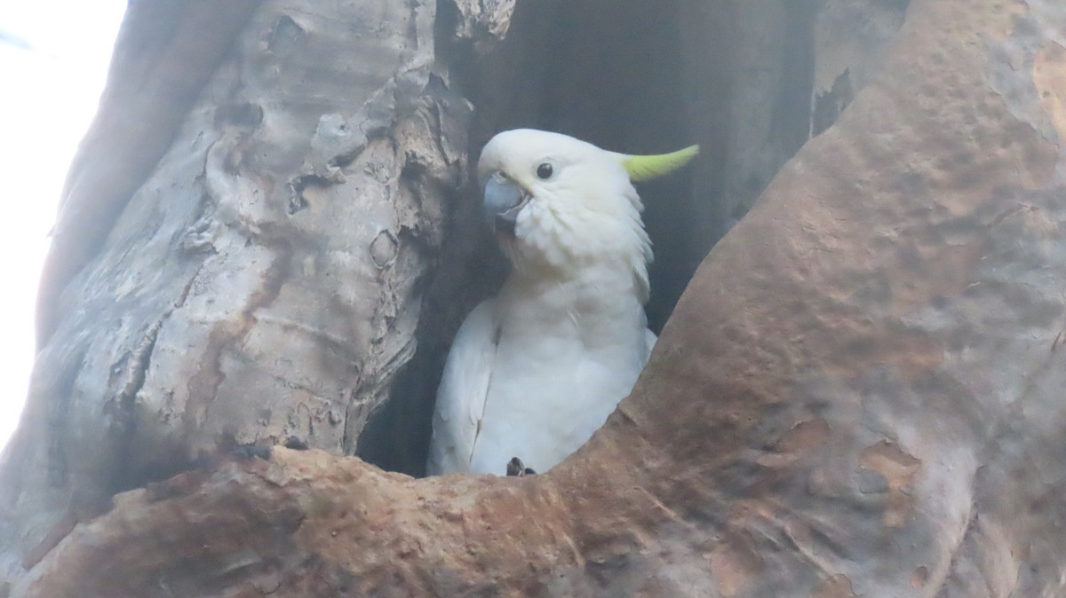 Cacatúa Galerita - ML647668571