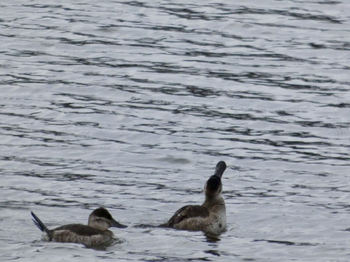 Malvasía Canela - ML647668574