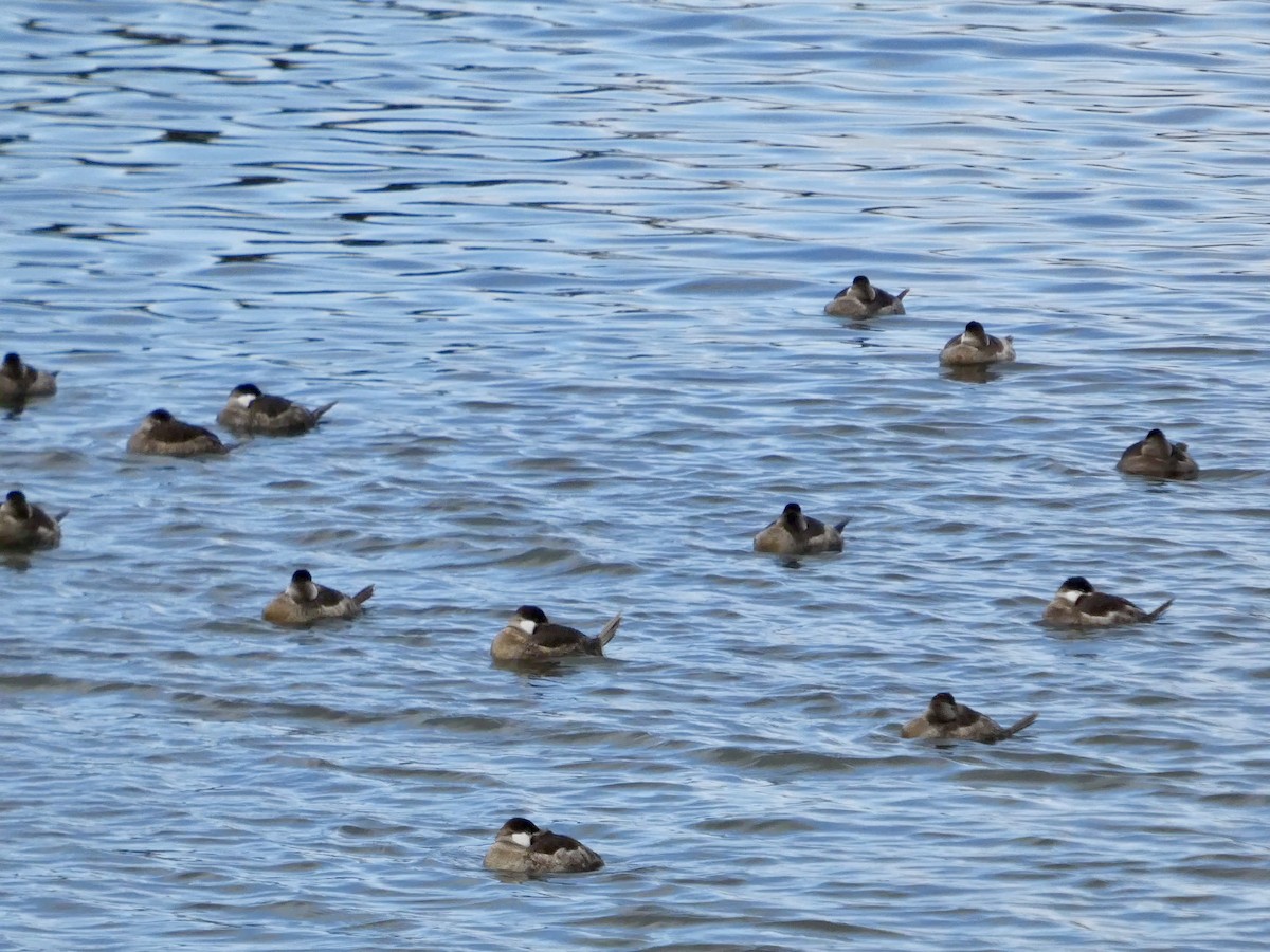 Malvasía Canela - ML647668575