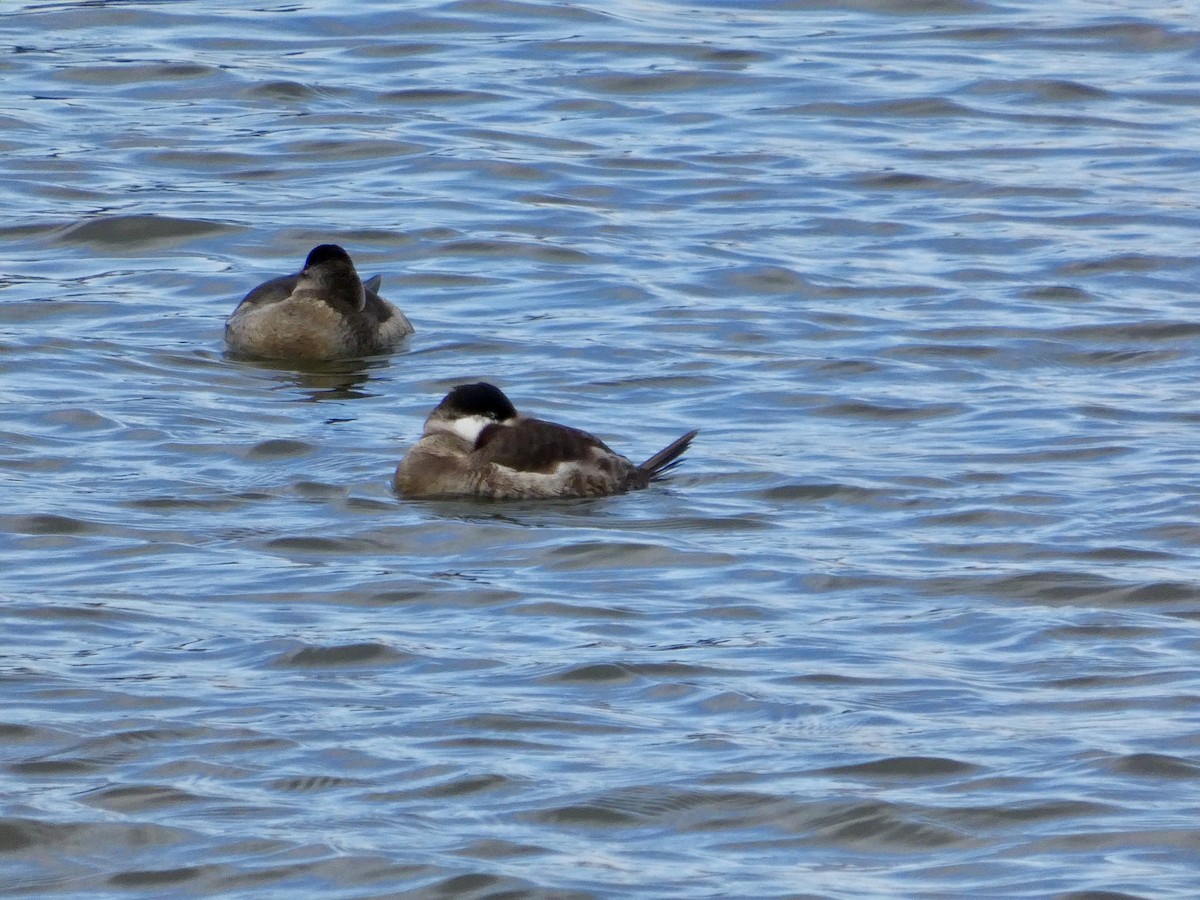 Malvasía Canela - ML647668576