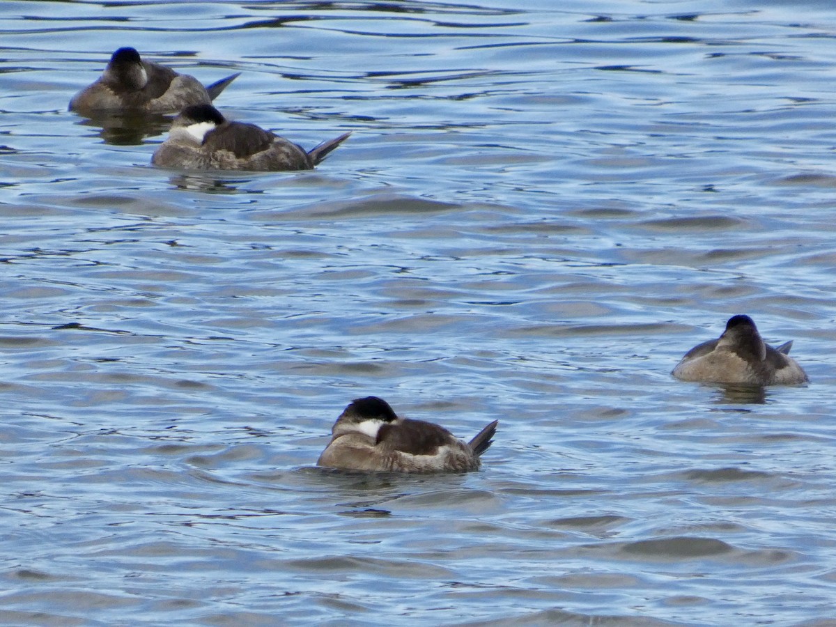 Malvasía Canela - ML647668577