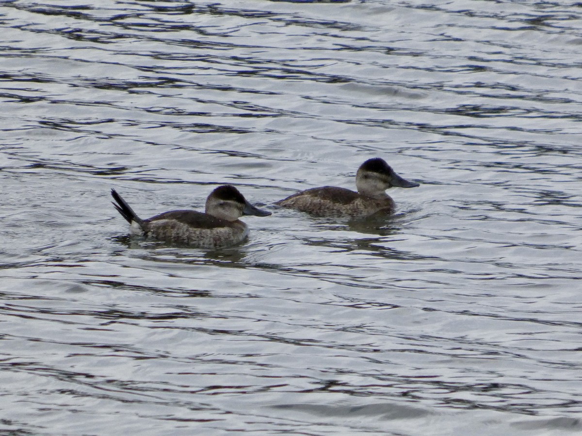Malvasía Canela - ML647668578