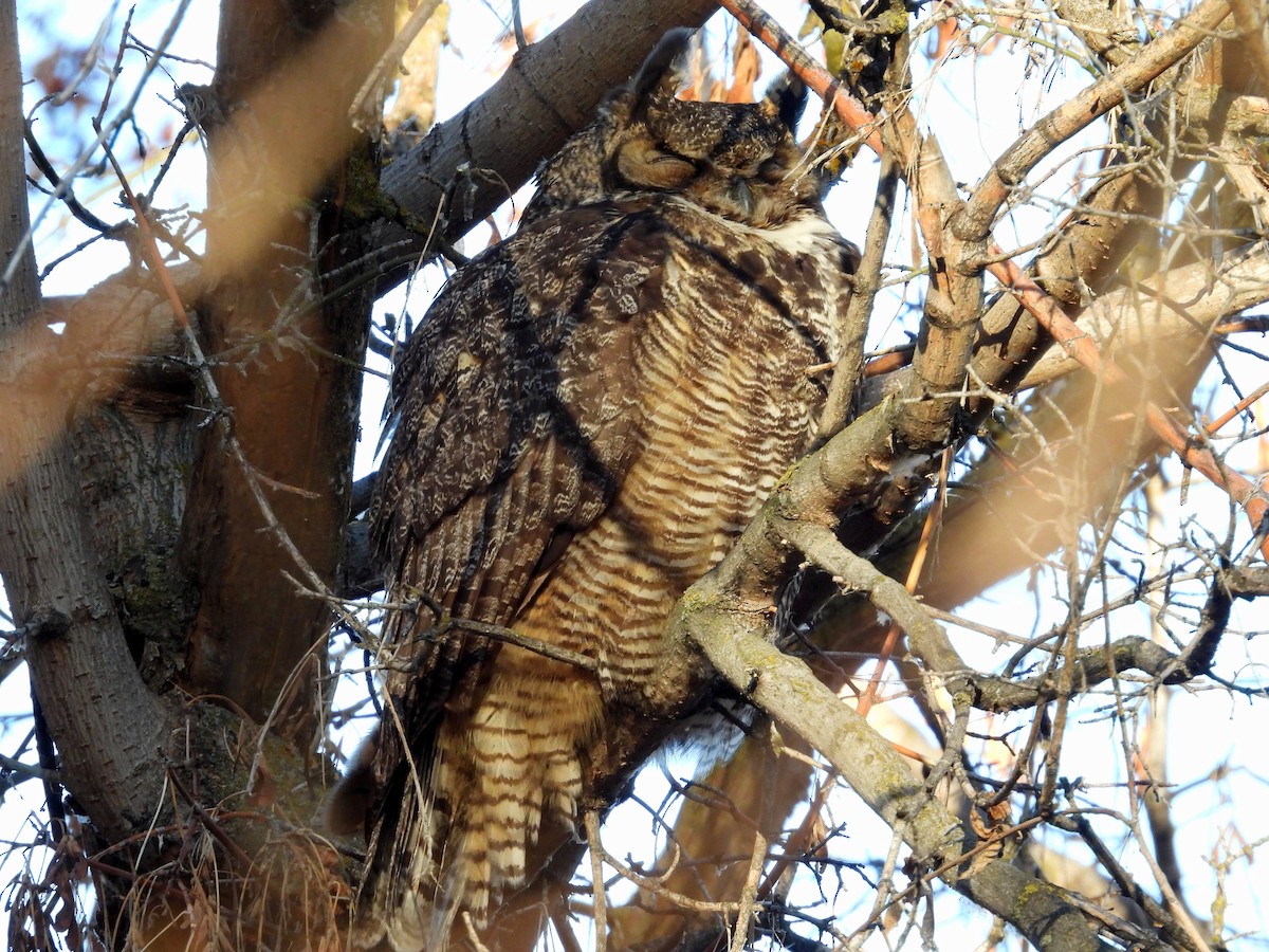 Búho Americano - ML647668580