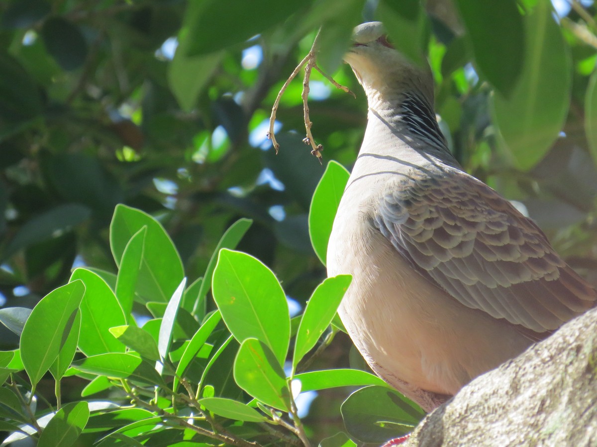 Tórtola Oriental - ML647668581