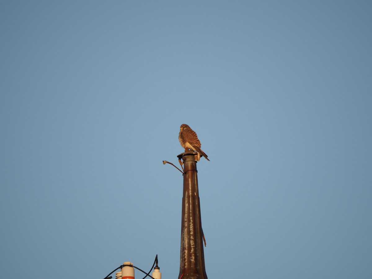 Eurasian Kestrel - ML647668678