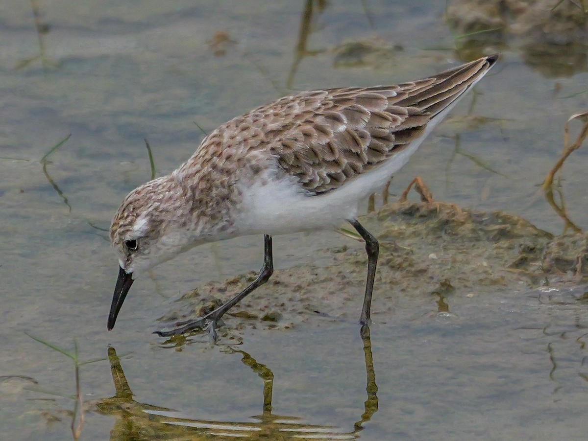 Little Stint - ML647668680