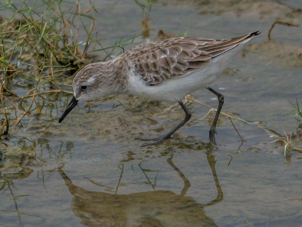 Little Stint - ML647668681