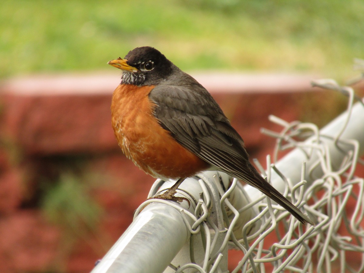 American Robin - ML647668720