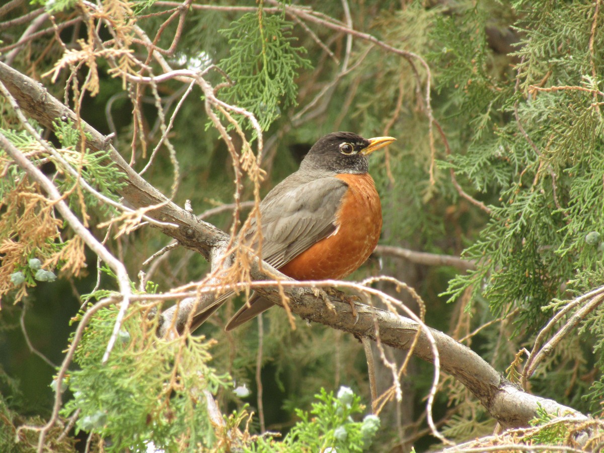 American Robin - ML647668721