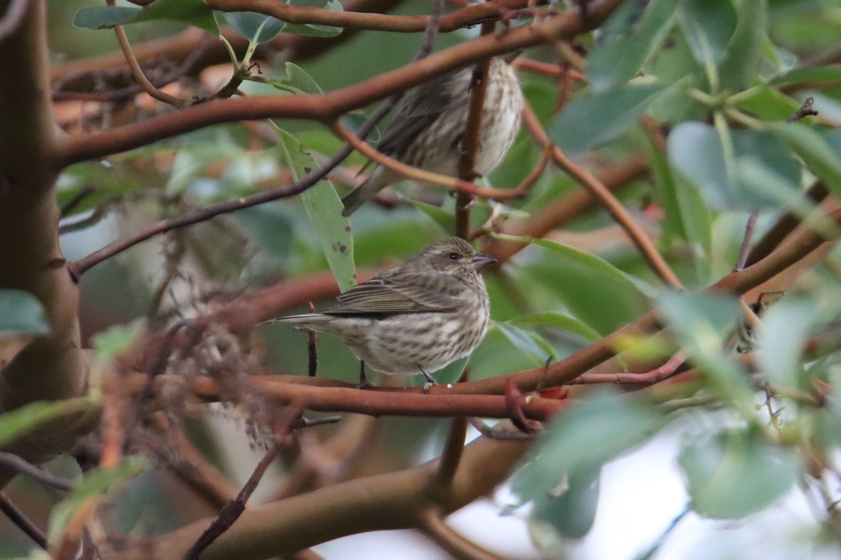 Purple Finch - ML647668733
