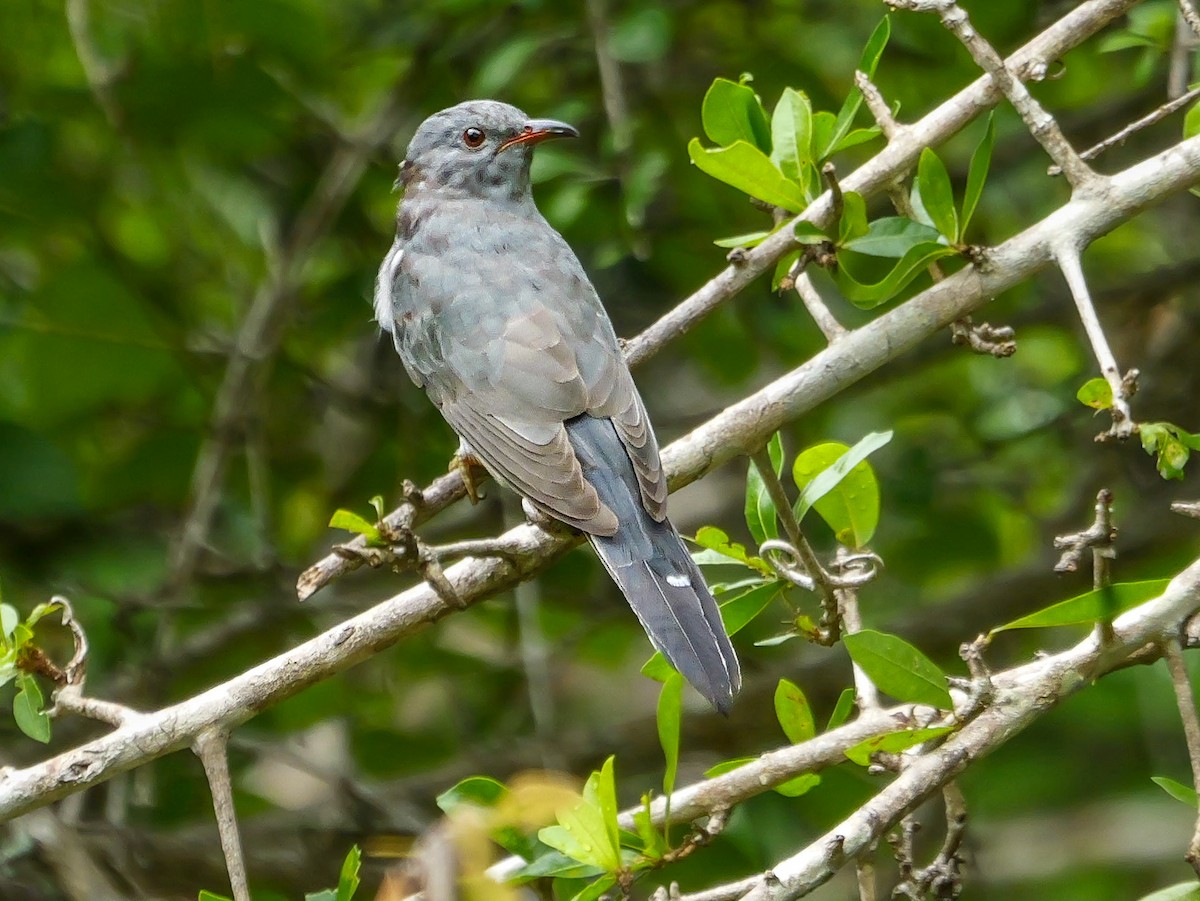 Gray-bellied Cuckoo - ML647668734