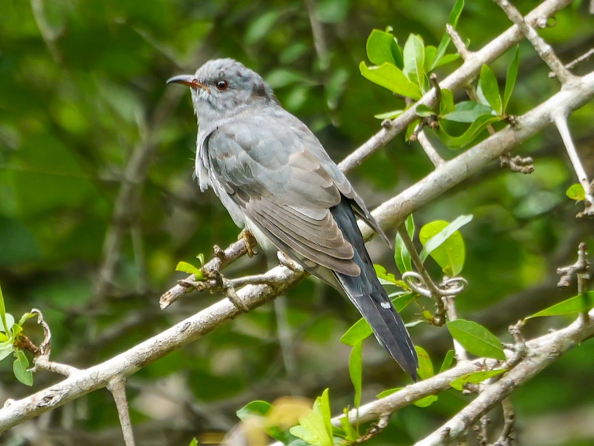 Gray-bellied Cuckoo - ML647668735