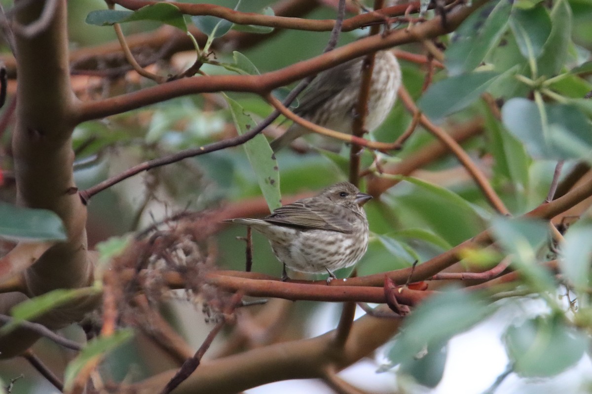Purple Finch - ML647668736