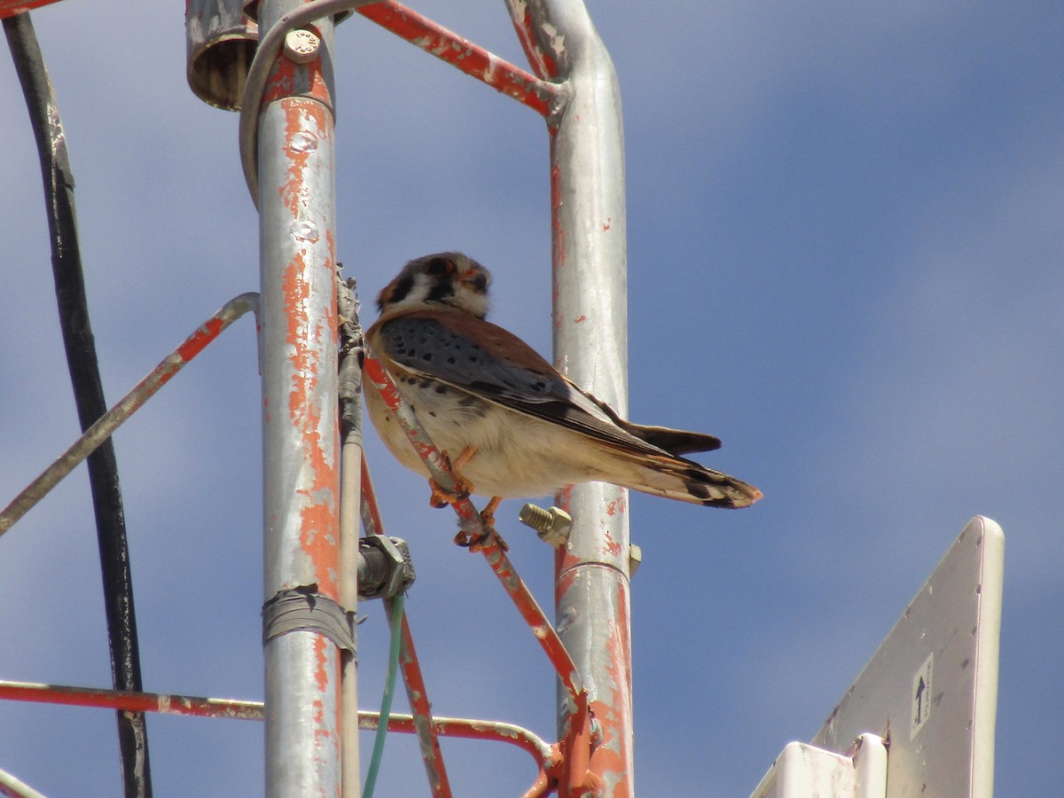 בז אמריקני - ML647668737